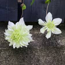 We did not find results for: Clematis Florida Alba Plena Clematis Alba Plena Uploaded By Gardendan84