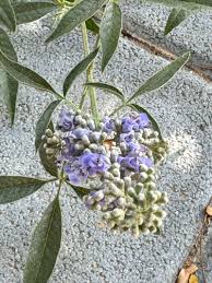 Image result for Vitex strickeri