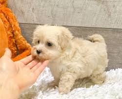They are first generation puppy from pure maltese and pure poodle. Maltipoo Puppies For Sale Near Memphis Tn Within 300 Miles