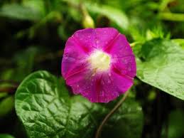 Check spelling or type a new query. 9 Best Climbing Plants And Vines With Purple Flowers Florgeous