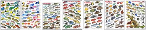 Fish Identification Guides Reef Fish Identification Guides