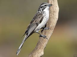 Image result for Heteranthoecia