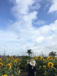 Untuk tiketnya sudah dijelaskan diatas, yakni dikenakan biaya rp. Ms Sunflower Taman Bunga Bunga Matahari Bunga