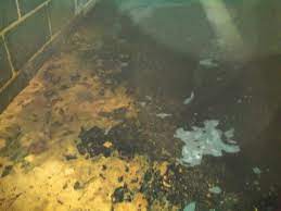 Drain flies are well adapted to the human environment and they often appear in bathrooms, kitchens and other places where water is continuously present. Pests We Treat Drain Flies In Apartment Fly Removal And Control Inselin Nj
