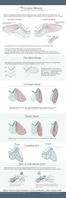 A database of paper airplanes with easy to follow folding instructions, video tutorials and printable folding plans. 13 Wing Anatomy Ideas Wing Anatomy Wings Drawing Bird Wings