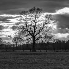 Trouvez aussi des offres spéciales sur votre hôtel, votre location de voiture et votre assurance voyage. Hintergrundbilder Baum Silhouette In Schwarzweiss