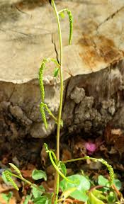 Image result for Anredera