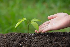 How Organic Fertilizers Boost Crop Yield Naturally