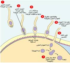 الماء الدافق تركيبه خصائصه موقع اعجاز القرآن والسنة اعجاز القرآن معجزات القرآن الاعجاز العلمي في القرآن