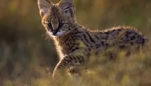 ten amazing small wild cats science smithsonian