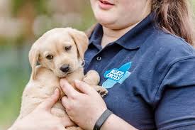 Every puppy is unique and beautiful that demands regular. Labrador Puppies Facing Death Saved By Blue Cross Blue Cross