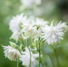 Image result for Aquilegia pompom mix