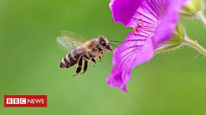 Check spelling or type a new query. What Can Bees Teach Economists About How Markets Work Bbc News