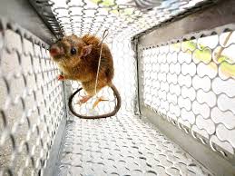 Mouse near a trap for rodent control