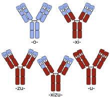 Nomenclature Of Monoclonal Antibodies Wikipedia