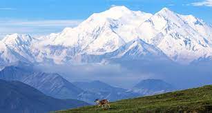Another great option is the park connection motorcoach, which offers daily summer service between the park and seward, whittier, anchorage, and talkeetna. Wildlife Denali National Park Preserve U S National Park Service