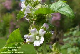 Image result for Malva verticillata