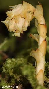 Image result for Monotropa  hypopitys