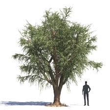 Image result for Balanites aegyptiaca