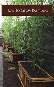 How many bamboo species are there? 310 Bamboo Species Ideas Bamboo Bamboo Species Bamboo Garden