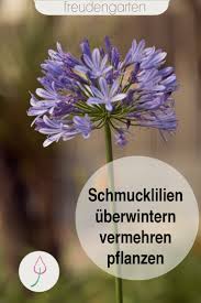 Schmucklilien Pflanzen Und Pflegen Schmucklilie Lilien Pflanzen Pflanzen