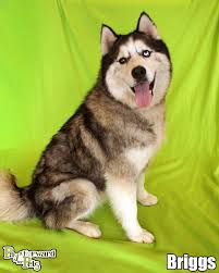 Why go to a dog breeder, cat breeder or pet store to buy a dog or buy a cat when you can adopt? Pin On Pets Needing Rescue