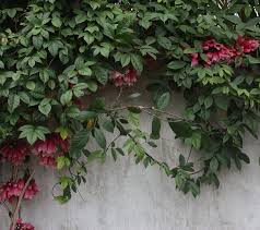 Image result for Tecomanthe dendrophila