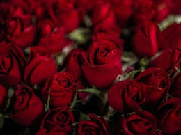 Yuk beli bunga valentine sekarang ! Valentine S Day Ini 5 Bunga Valentine Bermakna Cinta Yang Cocok Untuk Kado