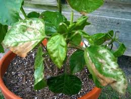 Brown leaves on a hibiscus plant can sometimes be caused by pests, most notably the hibiscus mite. Pin On Garden Diseases And Plant Nutrient Deficiencies