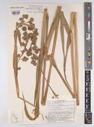 Image result for Asterochaete angustissima