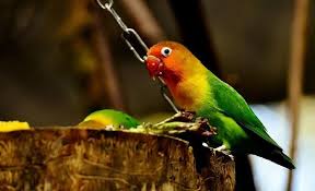Mengingat pemberian pakan lovebird ternak yang cukup penting ini, saya akan memberikan penjelasan mengenai pakan apa saja yang baik untuk diberikan, supaya nantinya lovebird sahabat menjadi lebih berkualitas karena kesehatannya yang cukup baik. Racikan Pakan Lovebird Lomba Cuma Pakai 2 Bahan Bikin Makin Gacor Dan Ngekek Panjang Portal Jember