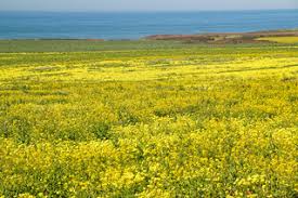 85 half moon bay california rv parks & campgrounds. Mustard Bloom Fields Of Yellow It S Beautiful Out There