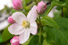 Blossom is the flowers that appear on a tree before the fruit. First Apple Blossom Has Special Meaning