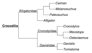 Alligator Vs Crocodile Differences Explained With Videos