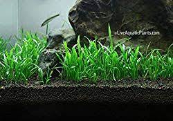 14 Easy Low Light Aquarium Plants For Beginners Fish Tank World Live Aquarium Plants Fish Tank Plants Planted Aquarium