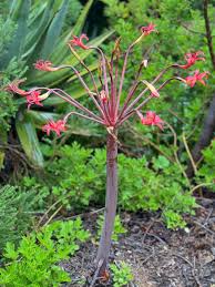 Image result for Penaeaceae