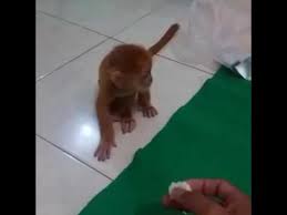 Kalau investasi mas kalau mas turun jangan jual tunggu harga naik sudah saya pelajari tiab taun harga emas selalu tinggi dari taun sebelumnya. Lutung Emas Youtube