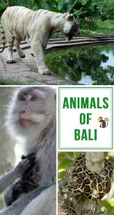 The stories posted on villa kitty foundation's facebook page from the holiday island of bali are elizabeth henzell from the sunshine coast, started villa kitty foundation in bali to help the island's. Animals Of Bali Indonesia Indonesia Travel Travel Destinations Asia Asia Travel