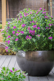 Image result for Polygala youngii