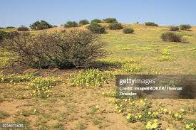 Image result for Tribulus zeyheri