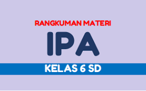 Duri, batang cadangan air bebek : Rangkuman Materi Ipa Kelas 6 Sd Persiapan Ujian Sekolah Ujian Sekolah