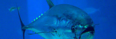 Prix du thon rouge au kilo. Le Prix Du Thon Rouge Passe A L Orange