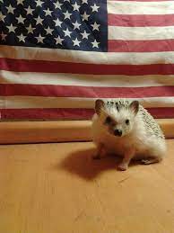 Fourth Of July Hedgehog Cute Animals Hedgehog Pets