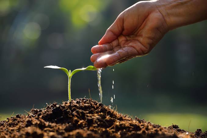Nursery plants selected for a mountain climate landscape.