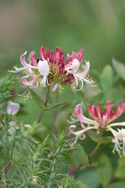 Image result for Caprifoliaceae