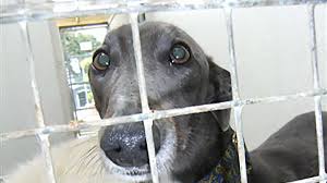 Prime Minster Taoiseach Enda Kenney Stop Export Of Irish Greyhounds To China Greyhound Minster Animal Abuse