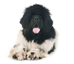 Black and white puppy breeds. Black And White Dog Breeds The Smart Dog Guide