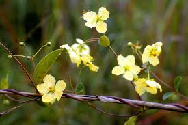 Image result for Sphedamnocarpus pruriens