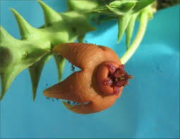 Image result for Orbea umbracula