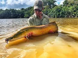 Largest Freshwater Fish I Ve Ever Caught On The Fly This Baby Arapaima Flyfishing